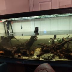 Selling 450-liter aquarium with stand, filter, heater, lighting unit, rocks, 4 pieces of wood, and 2 wave pumps