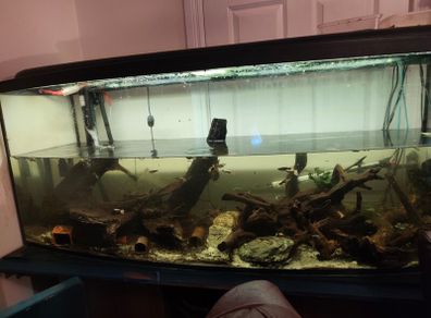Selling 418-liter aquarium curved with stand, filter, heater, lighting unit, rocks, 4 pieces of wood, and 2 wave pumps