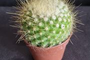 Notocactus
