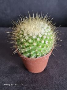 Notocactus