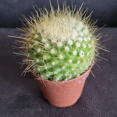 Notocactus