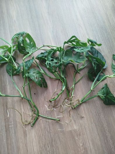 Monsters Adansonii plant