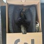 Onyx Yeezys Image 2