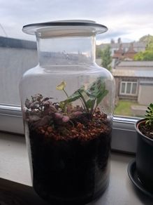 Plants in a jar