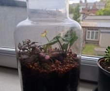 Plants in a jar