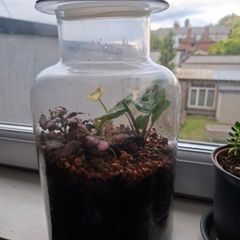 Plants in a jar