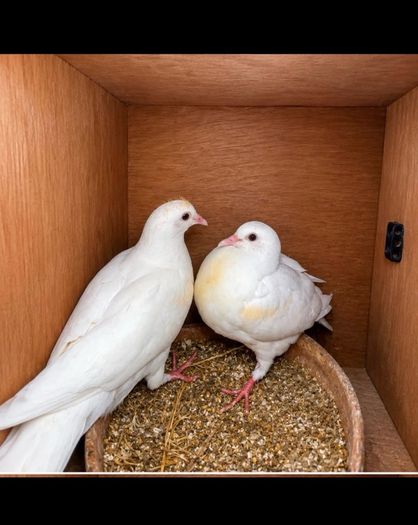 birds