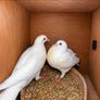 birds Image 2