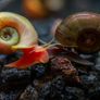 Ramshorn Snails Image 5