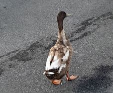 Khaki campell  drake free to a good home