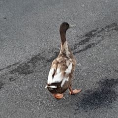 Khaki campell  drake free to a good home