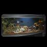 fish Image 2