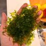 Bucephalandra Image 5