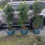 Laurel Hedging in 17 litre pot 5ft just 20 euro Image 4