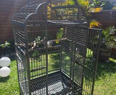 Large parrot cage