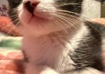 kitten