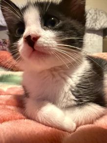 kitten