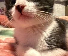 kitten