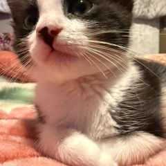 kitten