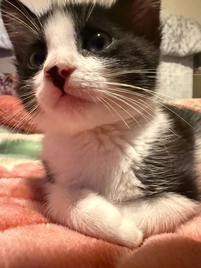 kitten