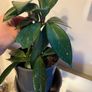 plant Image 5