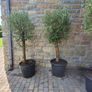 Olive tree, extra large 45cm pot / only 1 available Image 9