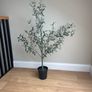 plants Image 2