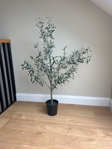 plants