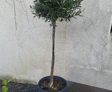 Olive tree planter