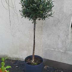 Olive tree planter