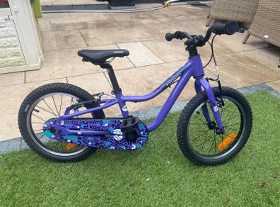 Ridgeback MX16 Purple - 3 weeks old