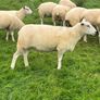 Pedigree NR Belclare Hoggets Image 6