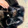 Mink winter coat Image 10