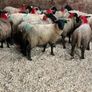 30 super Suffolk ewe lambs Image 9