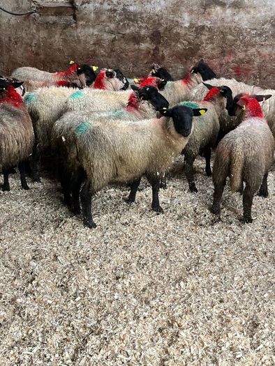 30 super Suffolk ewe lambs