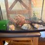 fish/ turtle aquarium Image 4
