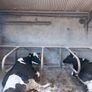 Dairy cows Image 3