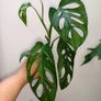 No.4 Monstera Adansonii Mint need bright light for mint to come back Image 8