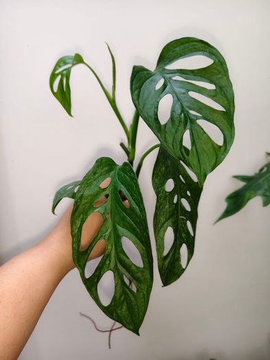 No.4 Monstera Adansonii Mint need bright light for mint to come back