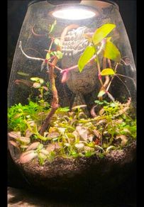 mini terrarium