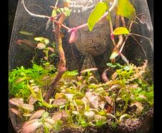 mini terrarium