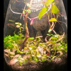 mini terrarium