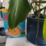 Swiss Cheese Plant Image 5