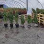 Cherry Laurel Hedging 3ft in 3 litre pot 5 euro Image 8