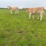 Organic Charolais breeding heifers Image 8