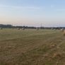 Hay Image 2