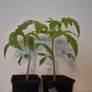 Tomato Plants organic Image 2