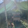 chicken coup and enclosure Image 5