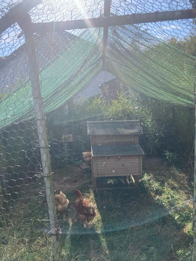 chicken coup and enclosure