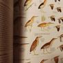 The Australian Bird Guide / 2017/ 1st edition Image 7